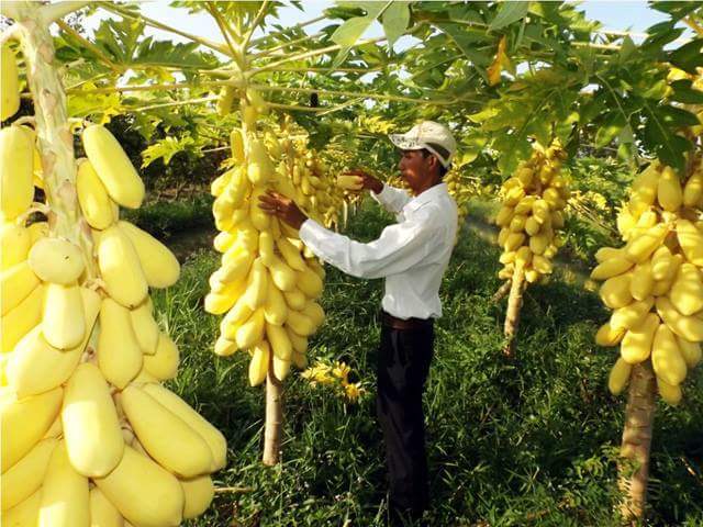 30 Organic Non GMO Dwarf Golden Papaya