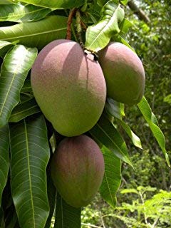 2 Organic Non GMO Tommy Atkins mango seeds