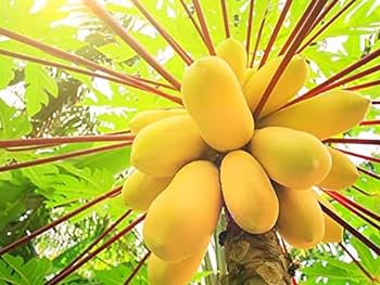 30 Organic Non GMO Dwarf Golden Papaya