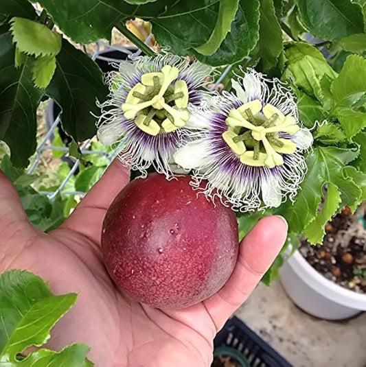 10 Organic Non GMO Maypop passion fruit seeds