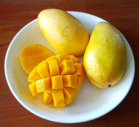 2 Organic Non GMO Manila Mango seeds