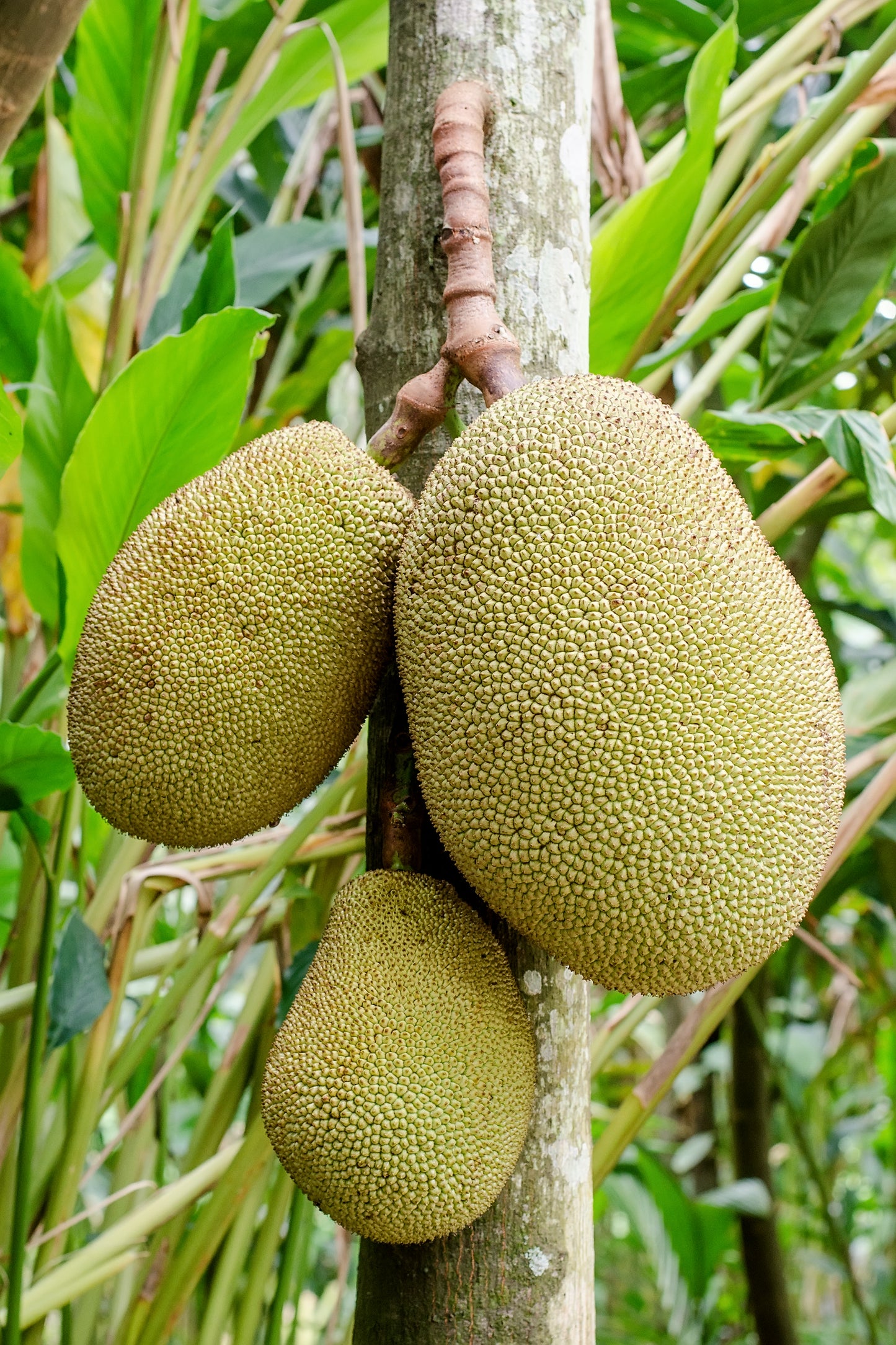 10 Organic Non GMO Jackfruit seeds