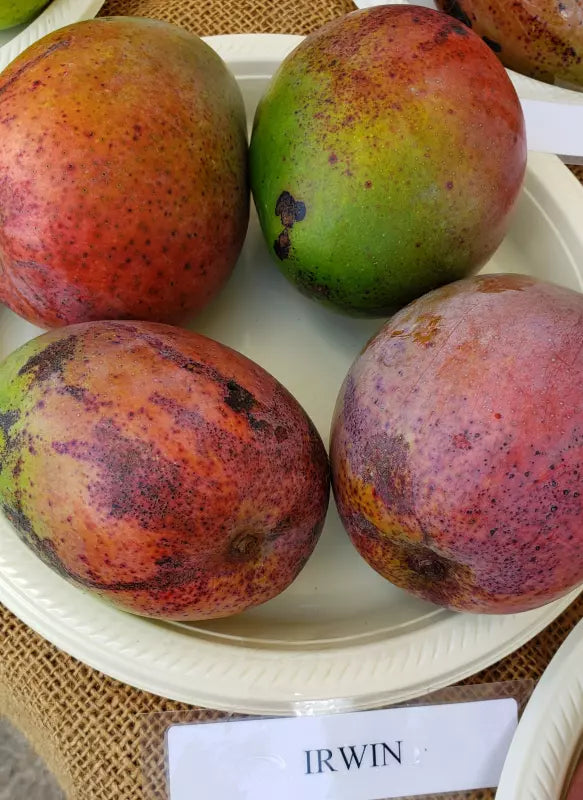 2 Organic Non GMO Irwin mango seeds