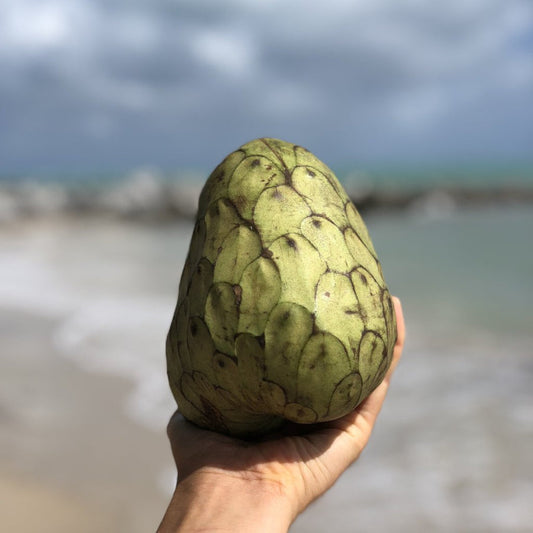 6 organic Non GMO Cherimoya Seeds