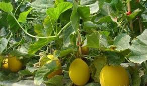 15 Rare Organic Non GMO Hami melon seeds