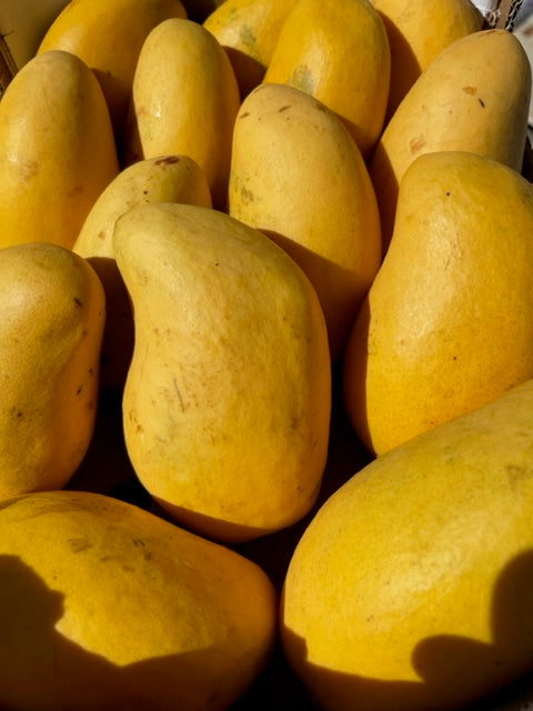 8 Organic Non GMO Manila Mango seeds