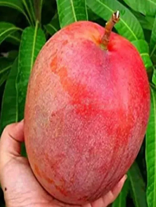 2 Organic Non GMO Miyazaki Mango seeds