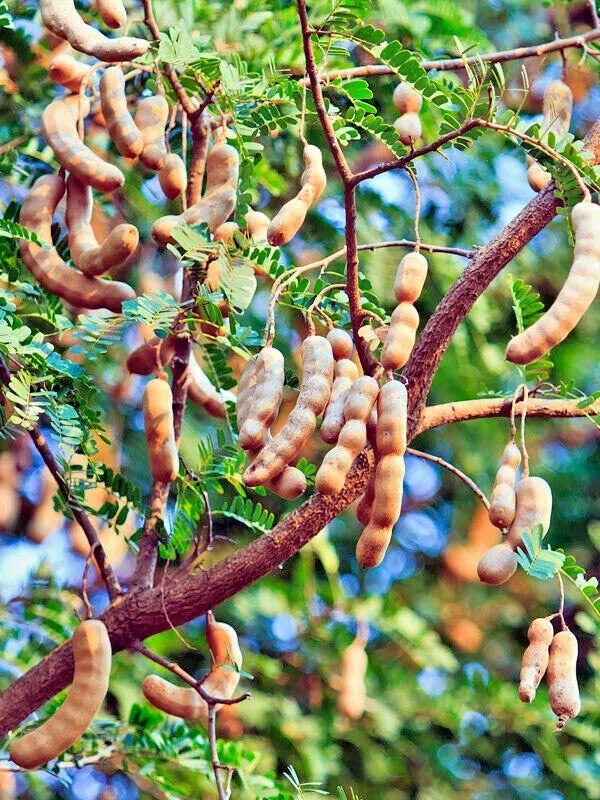 10 Organic Non GMO Tamarind seeds