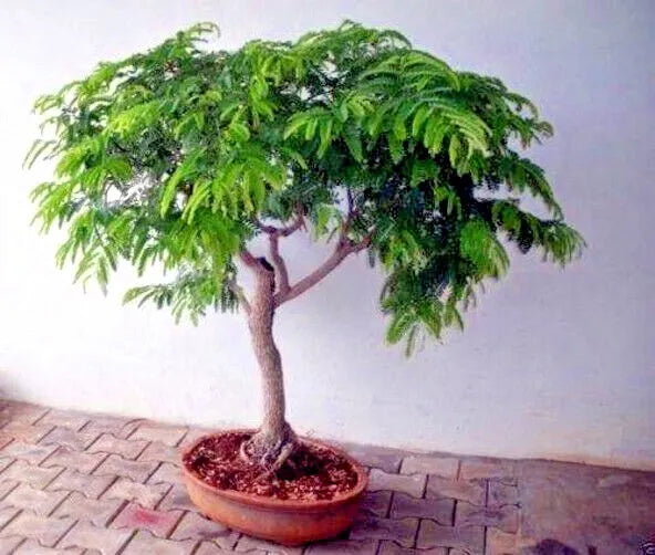 10 Organic  bonsai Non GMO Tamarind seeds