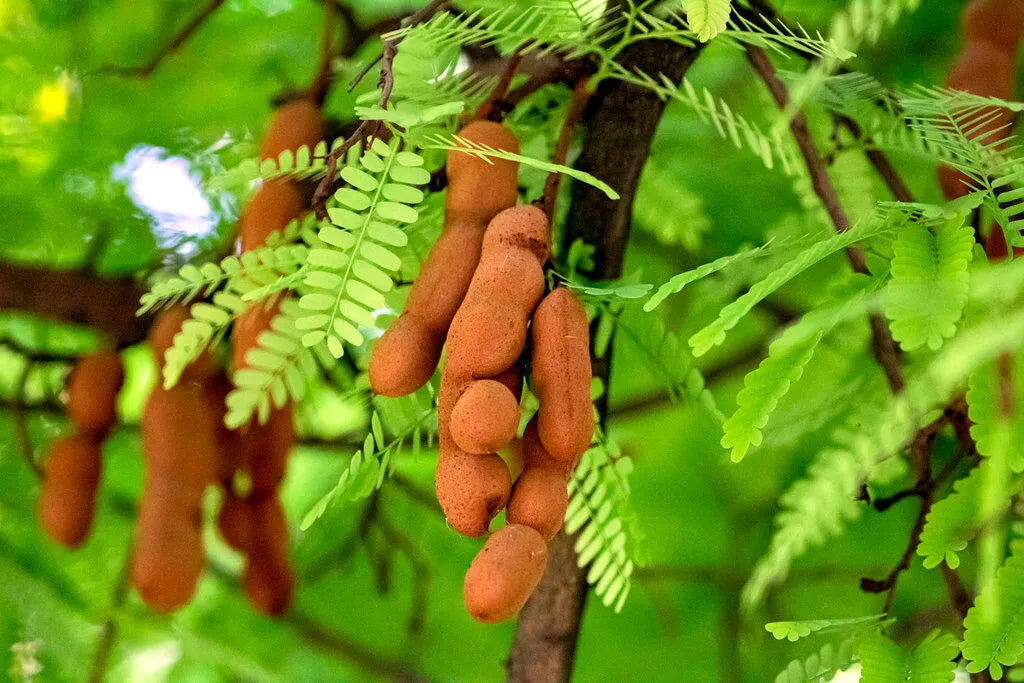 10 Organic  bonsai Non GMO Tamarind seeds