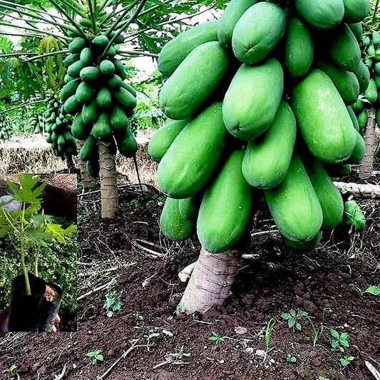 30 Organic Non GMO Waimanalo dwarf papaya seeds