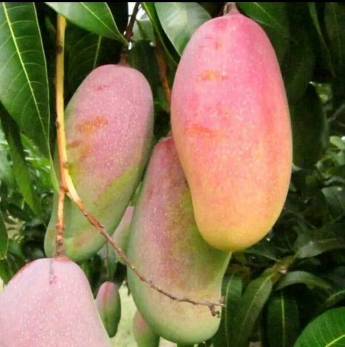 2 Organic Non GMO Mahachanok Mango seeds