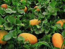 15 Rare Organic Non GMO Hami melon seeds